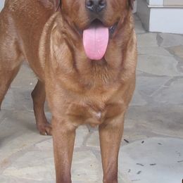 Labrador Retriever All Grown Up from Marquis Labradors