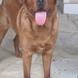 Labrador Retriever All Grown Up from Marquis Labradors