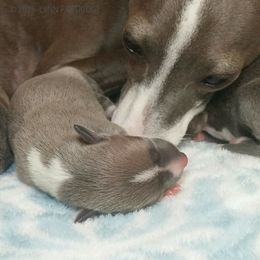Italian Greyhound Puppies from Alura Italian Greyhounds