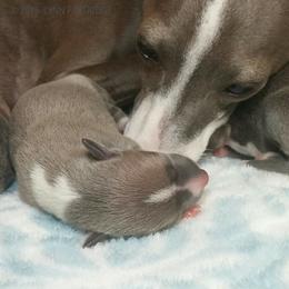 Italian Greyhound Puppies from Alura Italian Greyhounds