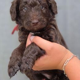 Almond - Brown and white female Aussiedoodle puppy in Lithia, Florida from Waterford Doodle Farm
