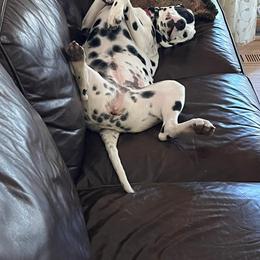 Dalmatian All Grown Up from Rosais Acres LLC