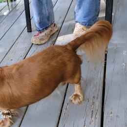 Dachshund Puppies from CLARK'S BREEDING PROGRAM