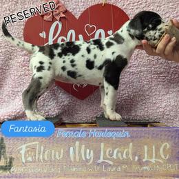 Fantasia - Harlequin female Great Dane puppy in Brooksville, Florida from Follow My Lead Great Danes