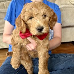 Red Haven - Red  male Goldendoodle puppy in Roy, Utah from Doodles are Amazing