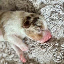 Scout - Red merle male Australian Shepherd puppy in Morehead City, North Carolina from Crab Point Australian Shepherds