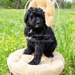 Bernedoodle Puppies from Southridge Bernedoodles