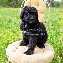 Bernedoodle Puppies from Southridge Bernedoodles