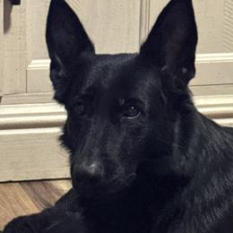 German Shepherds from Bluegrass Acres LLC