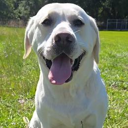 Labrador Retrievers from Samantha Stasik
