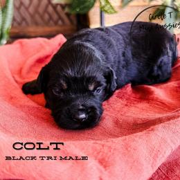 Colt - Black tri male Miniature Australian Shepherd puppy in Apache Junction, Arizona from Circle T Mini Aussies