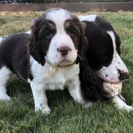 English Springer Spaniels from Kamm Creek Springers