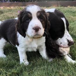English Springer Spaniels from Kamm Creek Springers