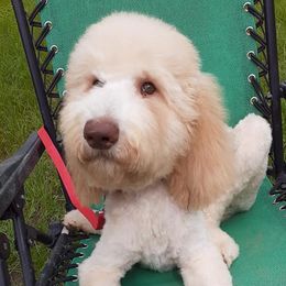 Goldendoodles and Poodles from Harpers Doodles and Poodles