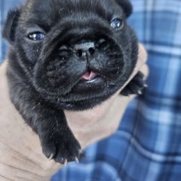 French Bulldog Puppies from Pelis French Bulldogs