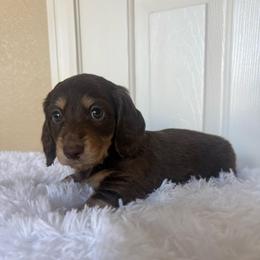 Brownie - Chocolate and cream male Dachshund puppy in Menifee, California from TeenieWeenieDoxies