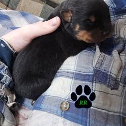 Diesel - Black and mahogany male Rottweiler puppy in Tangent, Oregon from Raya's Royals