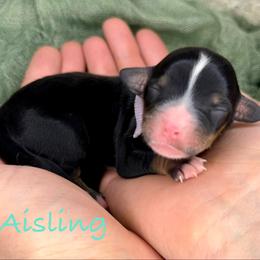Aisling - Tri-color female Bernedoodle puppy in Midland, Michigan from Northern Charm Farm