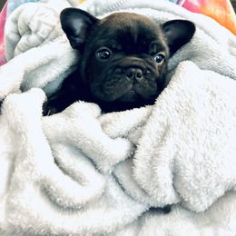 French Bulldog Puppies from Schoville Bulldogs