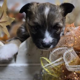 TAZ-FLUFFY - Sable male Pembroke Welsh Corgi puppy in Walker, Iowa from Double K Corgis