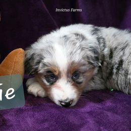 Charlie - Blue merle female Australian Shepherd puppy in Smithfield, Utah from Invictus Farms