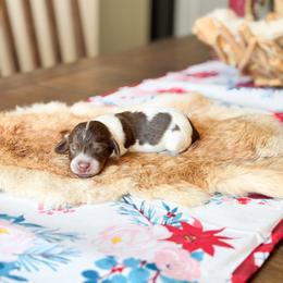 Tucker - Chocolate and tan male Dachshund puppy in Salters, South Carolina from Long-Pine Dachshund
