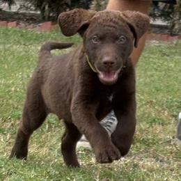 Yellow - Brown male Chesapeake Bay Retriever puppy in Riverview, Florida from Breezeswept Kennel