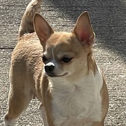 RUBY - Chihuahua