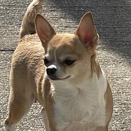 RUBY - Chihuahua