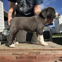 Mountain Cur Puppies from Walnut Ridge Mountain Curs
