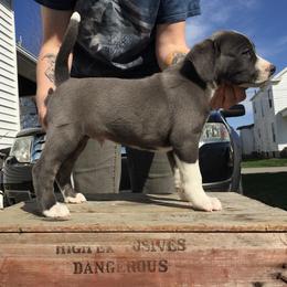 Mountain Cur Puppies from Walnut Ridge Mountain Curs