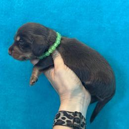 Tucker - Chocolate and tan male Dachshund puppy in Lincoln, Arkansas from Red Dirt Dachshunds