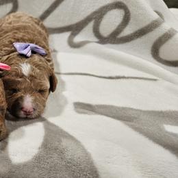 Cavapoo Puppies from Cool Cavapoos