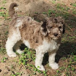 Professor - Merle male Labradoodle puppy in Somerset, California from Annie’s Animals