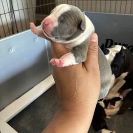 Sorry - Blue male American Staffordshire Terrier puppy in Byron, Georgia from Lelani