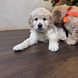 Ellie's Black Collar Male-nonfurnished - Cream male Goldendoodle puppy in Piedmont, South Carolina from The Farm at Saluda Ridge