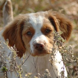 Brittany Puppies from Alar Brittanys