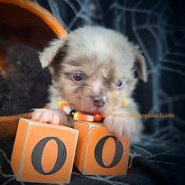 Picasso - Merle male Chihuahua puppy in Piqua, Kansas from Cute As A Cupcake Chihuahuas