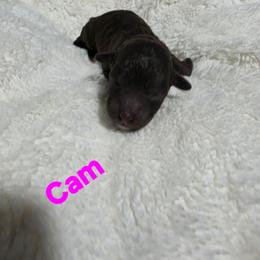 Cam - Brown and white female Aussiedoodle puppy in Loveland, Colorado from A&L Ranch Aussiedoodles