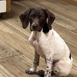 Boy 2 - Liver and white German Shorthaired Pointer puppy in Texas from Barker GSP