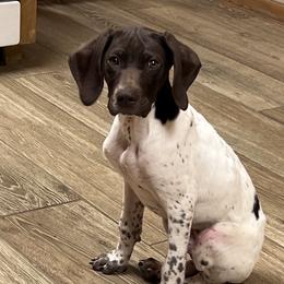 Boy 2 - Liver and white German Shorthaired Pointer puppy in Texas from Barker GSP