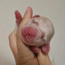 Ghost - Cream male Dachshund puppy in Pasco, Washington from G & G Kennel
