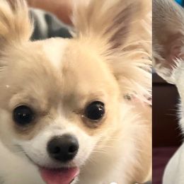 Chihuahuas from Sugar Cookie Chihuahuas