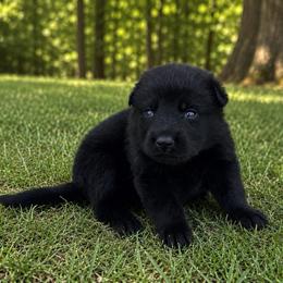 Pink Collar - Black female German Shepherd puppy in Casscoe, Arkansas from Crown H Shepherds