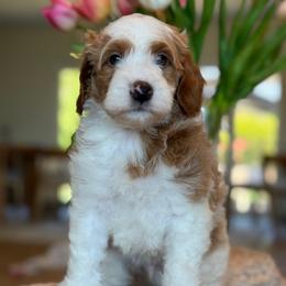 Norman - Parti male Goldendoodle puppy in Yuciapa, California from AlltheDoodlez_