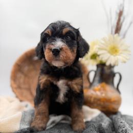 Charcoal - Tri-color male Bernedoodle puppy in Ocala, Florida from Bernedoodles of Florida