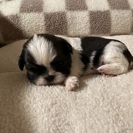 Shih Tzu Puppies from Irma Herrera