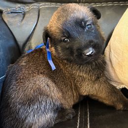Blue collar - Mahogany male Belgian Malinois puppy in Denver, Colorado from Morales Kennels