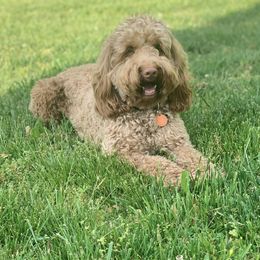 Bentley - Australian Labradoodle