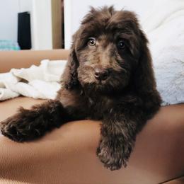 J'Adore - Brown female Bernedoodle puppy in Ohio from Moore Doodles